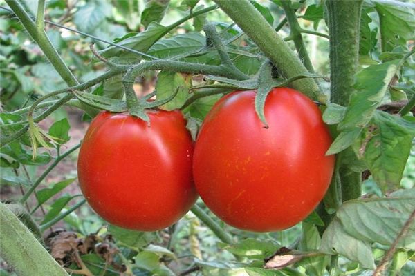 arbustos de tomate