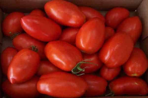 tomates dans une boîte