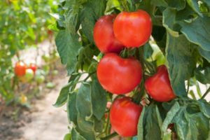 Características de la variedad de tomate Fakel, su rendimiento.