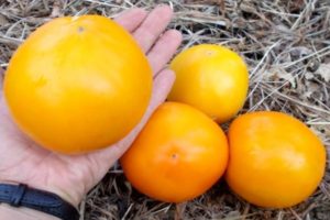 Characteristics and description of the lemon giant tomato variety, its yield