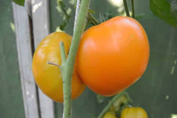 características de cultivo