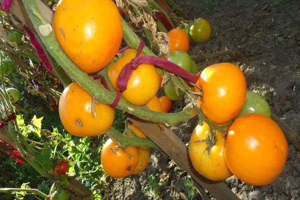 tomates en una rama