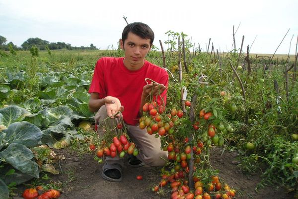 kismis merah jambu