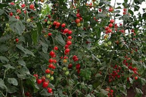 Caractéristiques et description de la variété de tomate Raisin, avis et rendement