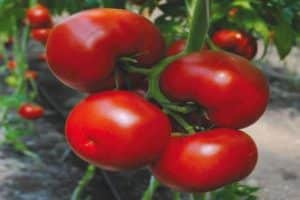 Ciri-ciri dan perihalan varieti tomato Marissa