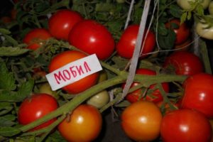 Caractéristiques et description de la variété de tomates Mobil, son rendement