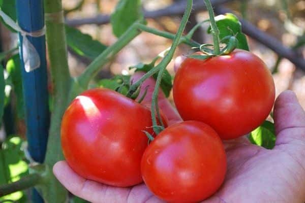 tomate à la main