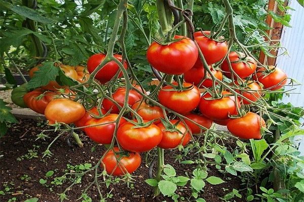 cultivo de tomates