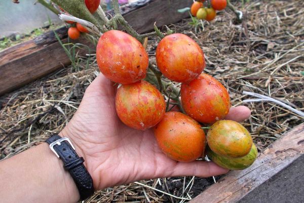 tomate oeuf de pâques