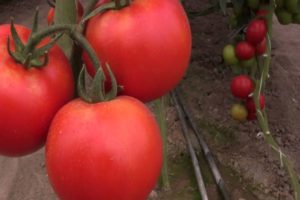 Características de la variedad de tomate Rally, su rendimiento