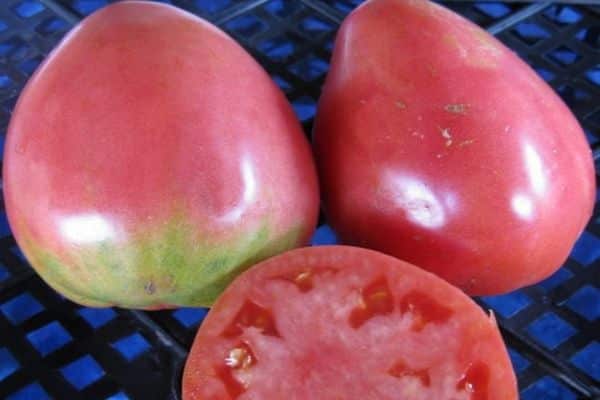 menanam tomato