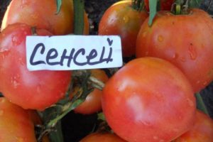 Ciri dan keterangan mengenai varieti tomato Sensei, hasilnya