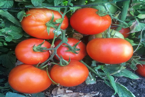 frutos de tomates