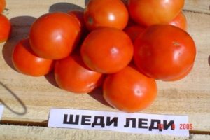 Ciri dan keterangan mengenai varieti tomato Shedi lady, hasilnya