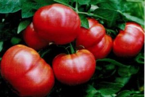 Ciri dan keterangan mengenai varieti tomato Sylvester F1, hasilnya