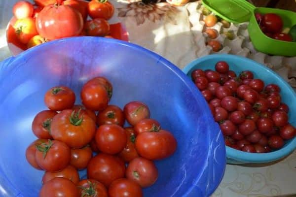 culture de la tomate