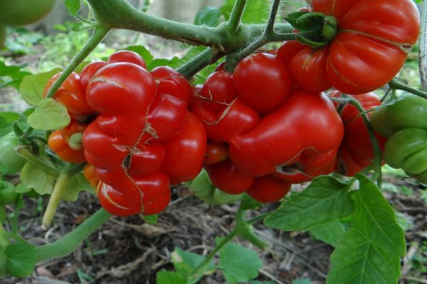 variedad de características