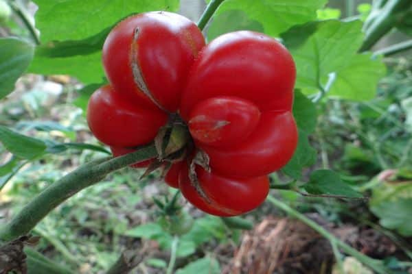 viaje de tomate