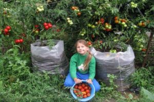 Instrucciones paso a paso para cultivar bolsas de tomates.