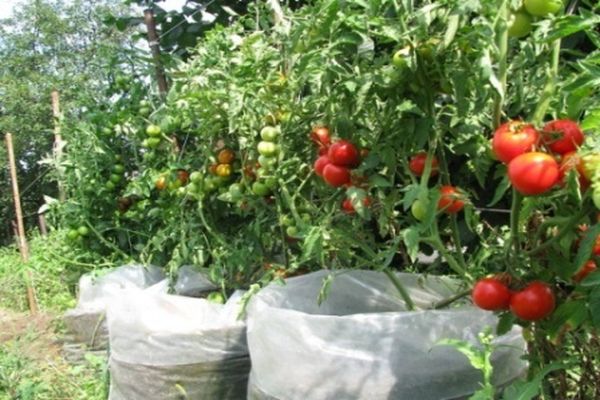 planter des tomates