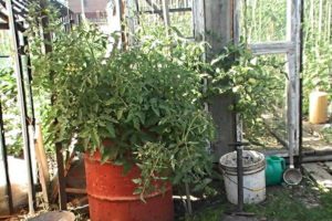 Comment faire pousser correctement des tomates dans un tonneau