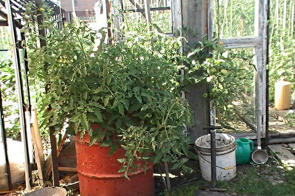 tomato in barrels