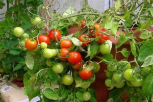 Growing tomato Grigorashik f1 and description of the variety