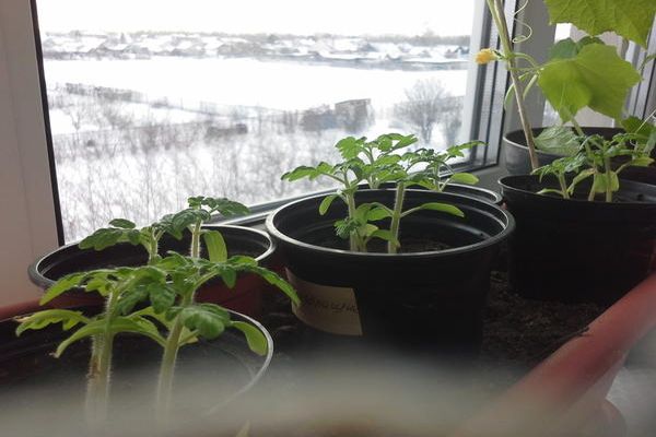 tomato seedlings