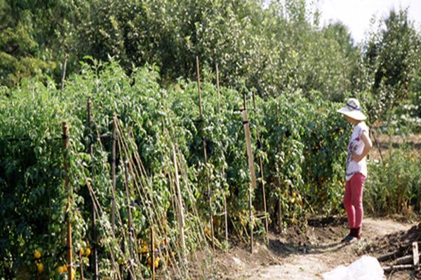 vegetable garden growing