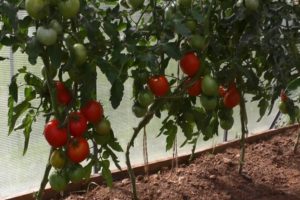 Caractéristiques et description de la variété de tomate Kumir