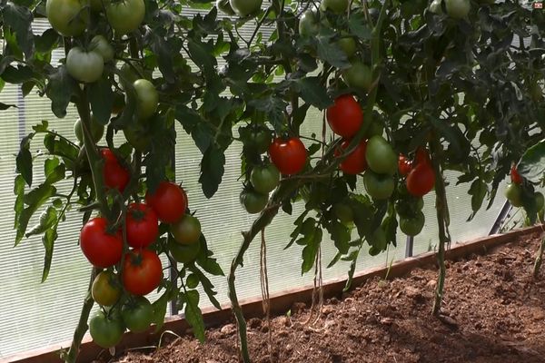 tomatoes in the greenhouse