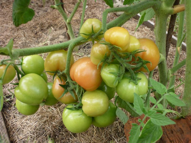 arbustos de tomate sanka