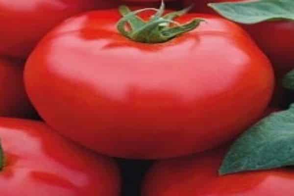 tomates et leurs parasites