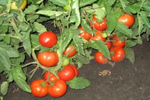 Description of the tomato variety Three Sisters, and its yield