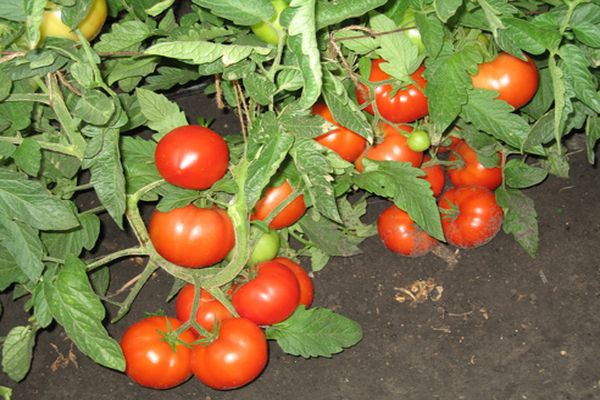 variedad de tomate tres hermanas