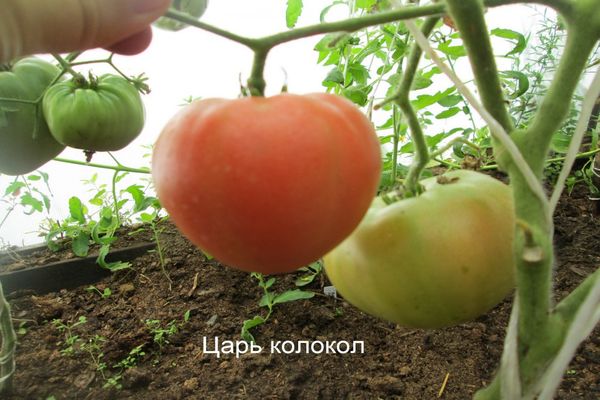 variedad de tomate