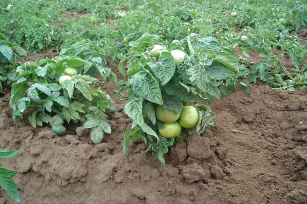 tomates de ovario