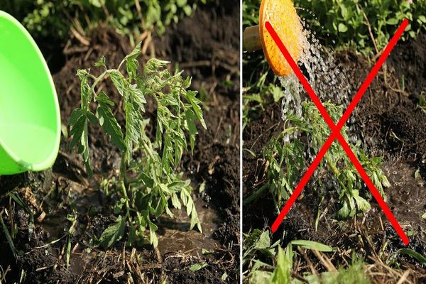 watering tomato