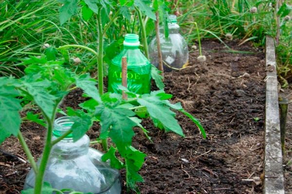 growing tomatoes