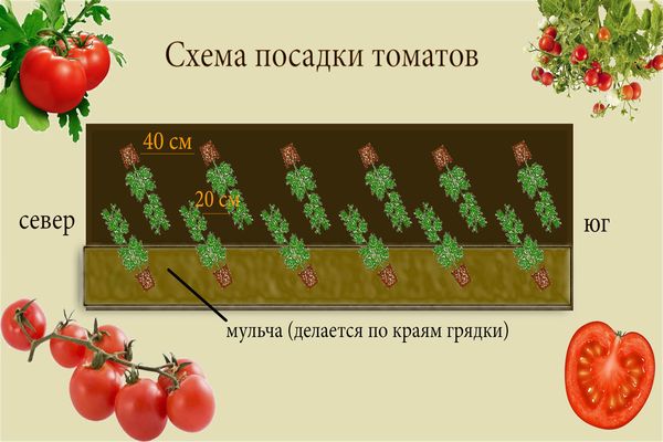 programme de plantation de tomates