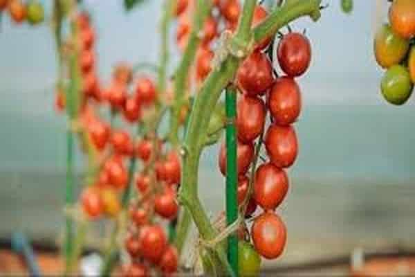 variedades de tomate