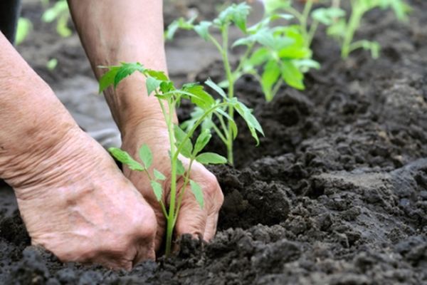 planting tomatoes