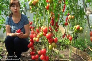 Los consejos de Tatiana para el jardín de la cosecha, cuándo y cómo sembrar tomates