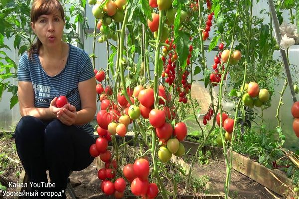 fruitful vegetable garden