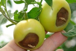 Treatment of top rot of tomatoes in the greenhouse and open field