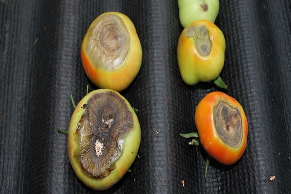 tomates par étiologie