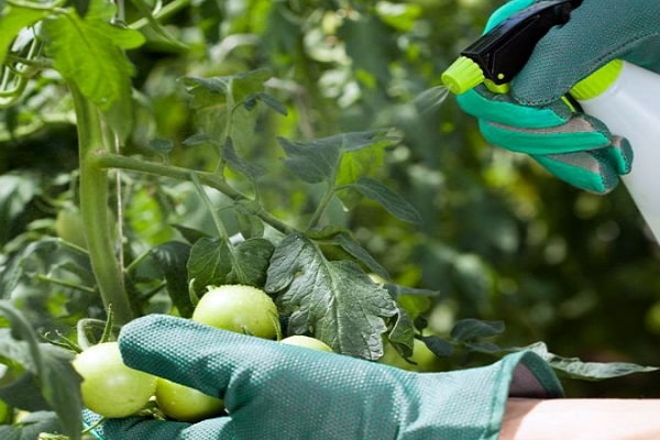 Erde für Tomaten