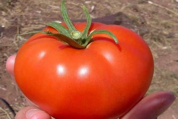 Description and characteristics of the Volgogradsky 5/95 tomato variety, its yield