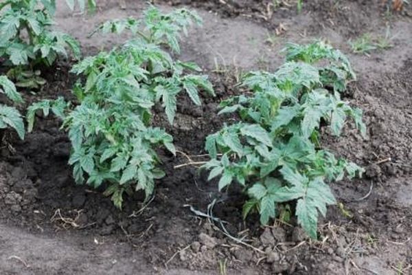 tomato seedlings