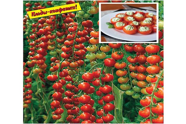 tomates cerises